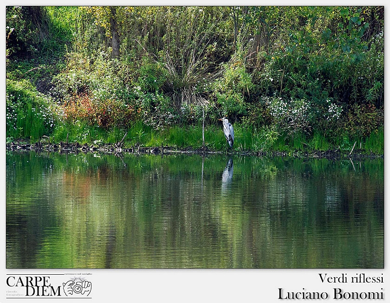 Verdi riflessi.jpg